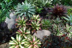 Plant show 2012 (47).JPG